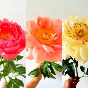 Groot in Groen image 7