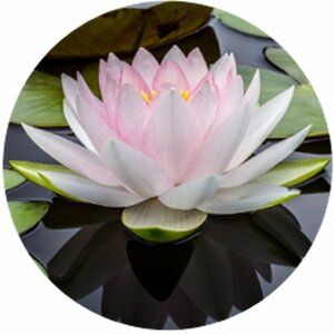 Transiko Therapie & Coaching image 2