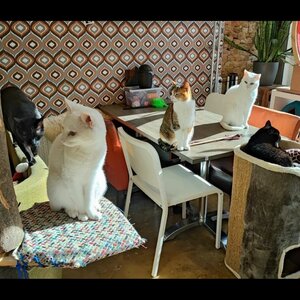 DigiBeet en Katten Café image 3