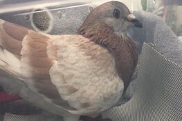 Duif overlijdt nadat jongens het dier &#39;als voetbal&#39; gebruiken