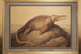 Unieke aanwinsten Teylers Museum