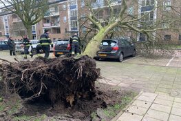 Boom op auto in Van Moerkerkenstraat