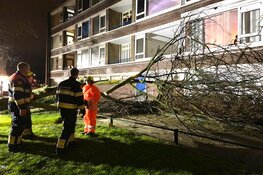Boom valt tegen flat Prof. Boumanstraat