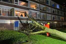 Boom valt tegen flat Prof. Boumanstraat