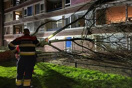 Boom valt tegen flat Prof. Boumanstraat