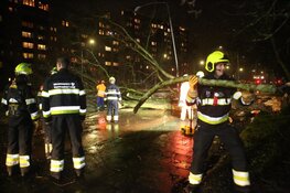 Boom over weg en fietspad aan Prins Bernhardlaan