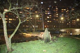 Boom over weg en fietspad aan Prins Bernhardlaan