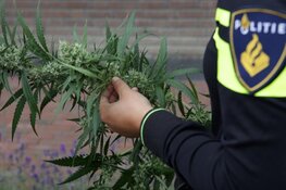 Ondergrondse hennepkwekerij