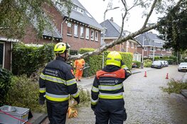 Boom omgewaaid aan de Zomerlaan in Heemstede