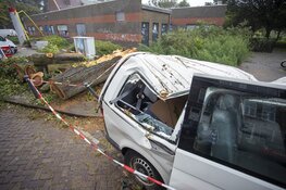Busje zwaar beschadigd door omgevallen boom in Haarlem