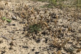Zanddoddegras klinkt als een gedicht