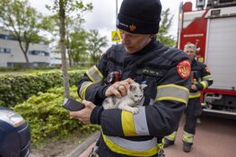 Brandweer redt kat onder auto vandaan in Haarlem