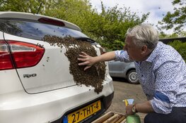 Imker haalt duizenden bijen van geparkeerde auto in Haarlem