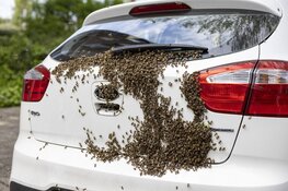 Imker haalt duizenden bijen van geparkeerde auto in Haarlem