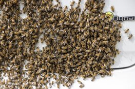 Imker haalt duizenden bijen van geparkeerde auto in Haarlem