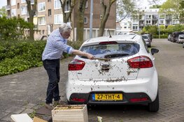 Imker haalt duizenden bijen van geparkeerde auto in Haarlem