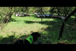 Schapen in Duin en Kruidberg