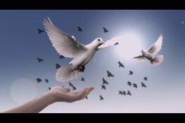 Partij voor de Dieren en gedeputeerde Dierenwelzijn overhandigen op Dierendag coronasteun aan Vogelopvangcentrum De Toevlucht