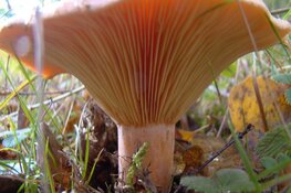 Paddenstoelen in wandelbos Groenendaal