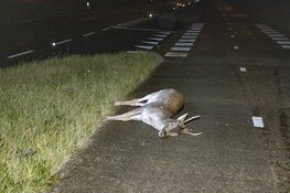 Weer hert doodgereden op de Zeeweg in Overveen