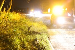 Weer hert aangereden op Zeeweg Overveen