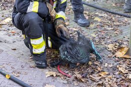 Veel rookontwikkeling bij zolderbrand ’t Krom in Haarlem
