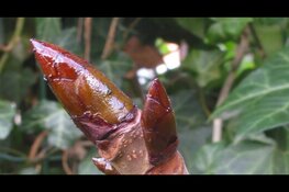 Knoppenwandeling Haarlemmerhout