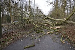 Fonteinlaan in Haarlem gestremd door meerdere omgewaaide bomen