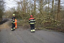 Fonteinlaan in Haarlem gestremd door meerdere omgewaaide bomen
