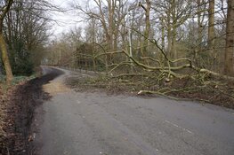 Fonteinlaan in Haarlem gestremd door meerdere omgewaaide bomen