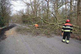 Fonteinlaan in Haarlem gestremd door meerdere omgewaaide bomen