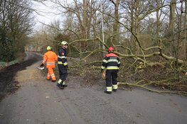 Fonteinlaan in Haarlem gestremd door meerdere omgewaaide bomen