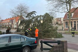 Omgewaaide boom op de Rijksstraatweg Haarlem