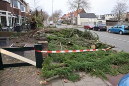 Omgewaaide boom op de Rijksstraatweg Haarlem