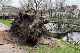 Boom geveld door storm in Haarlem
