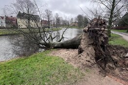 Boom geveld door storm in Haarlem