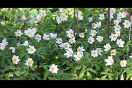 Stinzenplanten en voorjaarsbloeiers in de Haarlemmerhout