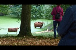 Voorjaar in wandelbos Groenendaal