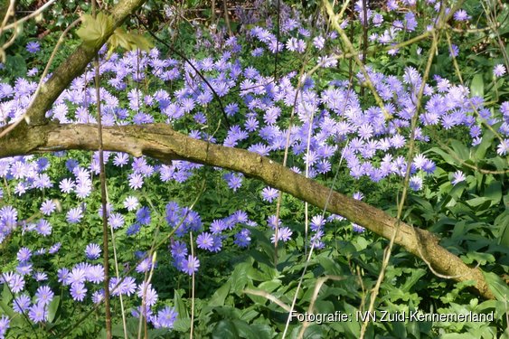 Stinsenplantendag op Thijsse's Hof