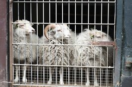 Hertenkamp Bloemendaal zet de hekken open
