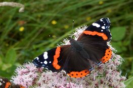 Doe mee met de tuinvlindertelling van 15 t/m 17 juli