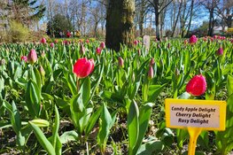 Voorjaar in Poldertuin Anna Paulowna