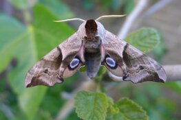 Nachtvlindercursus KNNV-Haarlem