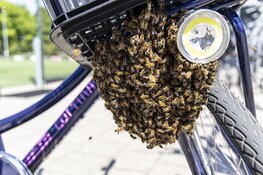Bijenzwerm nestelt zich op fiets bij de hockeyclub in Haarlem