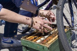 Bijenzwerm nestelt zich op fiets bij de hockeyclub in Haarlem