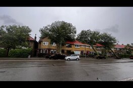 Drie grote bomen op een rij omgewaaid