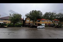 Drie grote bomen op een rij omgewaaid