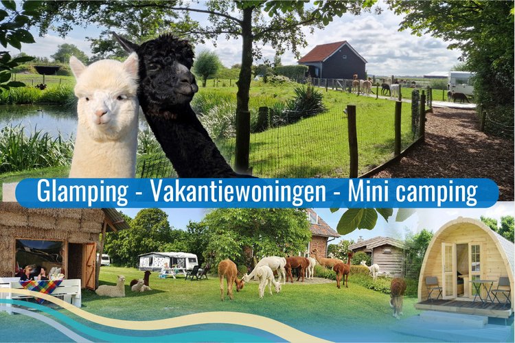 Kom jij kamperen bij de alpaca's in Zeeland?