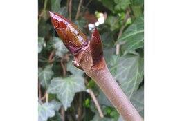 Knoppenwandeling in de Haarlemmerhout