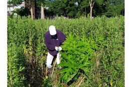 Strijd mee tegen de Reuzen Berenklauw!